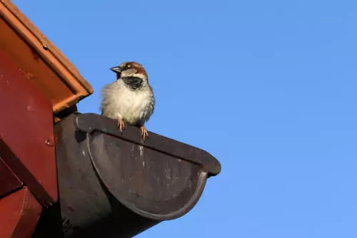 Early Birds – Can You Boost Spring Sales?